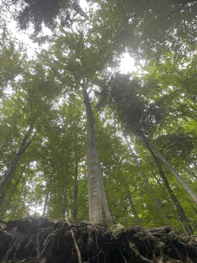 Romantyczna Chatka Pisarzowice  Bagian luar foto