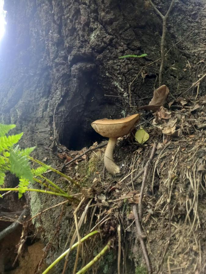 Romantyczna Chatka Pisarzowice  Bagian luar foto